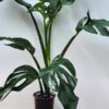 HUGE Monstera Dissecta Fairchild in 4″ pot (Actual Plant First Photos)
