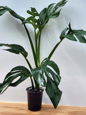 HUGE Monstera Dissecta Fairchild in 4″ pot (Actual Plant First Photos)