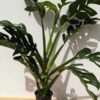 HUGE Monstera Dissecta Fairchild in 4″ pot (Actual Plant First Photos)