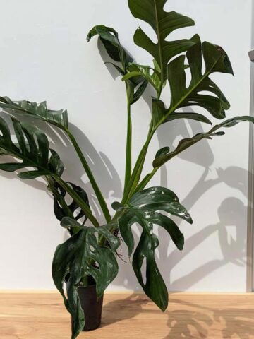 Alternative view of HUGE Monstera Dissecta Fairchild in 4″ pot (Actual Plant First Photos)
