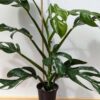 HUGE Monstera Dissecta Fairchild in 4″ pot (Actual Plant First Photos)