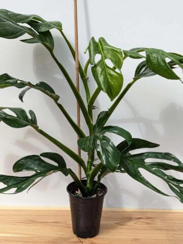 HUGE Monstera Dissecta Fairchild in 4″ pot (Actual Plant First Photos)