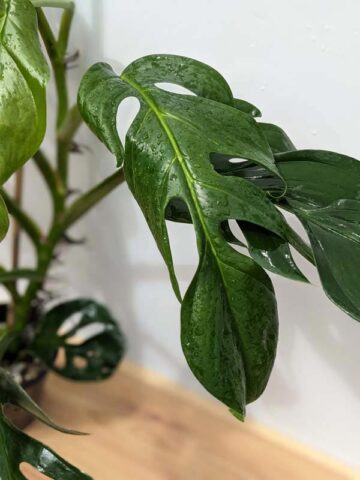 Alternative view of HUGE Monstera Dissecta Fairchild in 4″ pot (Actual Plant First Photos)