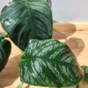 Lg. Monstera Dubia Plant in 4" pot (Actual Plant First Photos)
