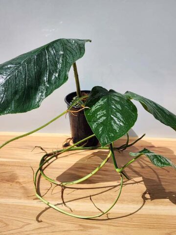 Alternative view of Lg. Monstera Dubia Plant in 4" pot (Actual Plant First Photos)