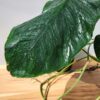 Lg. Monstera Dubia Plant in 4" pot (Actual Plant First Photos)