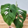 XL Monstera Lechleriana Schott Plant (Mature Actual Plant First Pics)