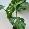 XL Monstera Lechleriana Schott Plant (Mature Actual Plant First Pics)