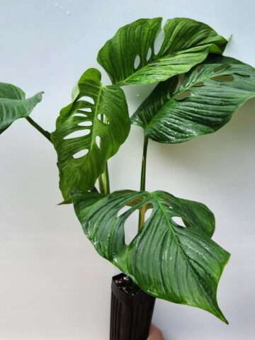 XL Monstera Lechleriana Schott Plant (Mature Actual Plant First Pics)