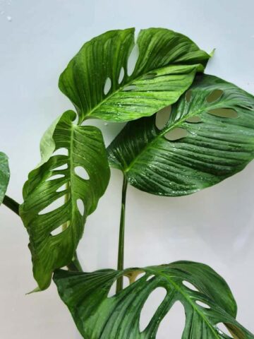 Alternative view of XL Monstera Lechleriana Schott Plant (Mature Actual Plant First Pics)