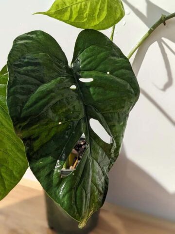 RARE Monstera Memberancea Plant in 4" Round (Actual Plant First Pics)