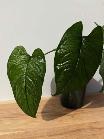 Alternative view of RARE Monstera Memberancea Plant in 4" Round (Actual Plant First Pics)
