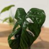 RARE Monstera Memberancea Plant in 4" Round (Actual Plant First Pics)