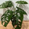 RARE Monstera Memberancea Plant in 4" Round (Actual Plant First Pics)