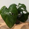 RARE Monstera Memberancea Plant in 4" Round (Actual Plant First Pics)