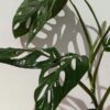 Monstera Obliqua aff. Cuyabenum in 4" Round (Actual Plant First Pics)