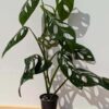 Monstera Obliqua aff. Cuyabenum in 4" Round (Actual Plant First Pics)