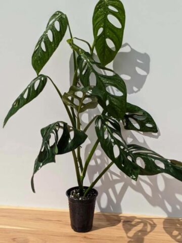 Monstera Obliqua aff. Cuyabenum in 4" Round (Actual Plant First Pics)