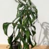 RARE Monstera Obliqua Filamentous (Actual Plant First Pics)
