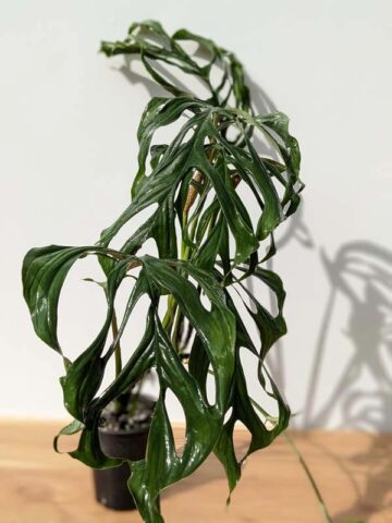 RARE Monstera Obliqua Filamentous (Actual Plant First Pics)