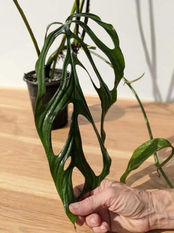 Alternative view of RARE Monstera Obliqua Filamentous (Actual Plant First Pics)