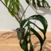Monstera Obliqua Huanuco Peru in 4" Round (Actual Plant First Pics)