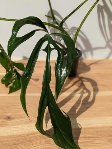 Alternative view of Monstera Obliqua Huanuco Peru in 4" Round (Actual Plant First Pics)