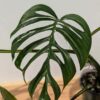 Monstera Obliqua Huanuco Peru in 4" Round (Actual Plant First Pics)