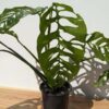 Lg Monstera Obliqua Slovakia University in 4" Round (Actual Plant First Pics)