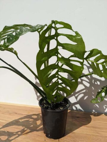 Lg Monstera Obliqua Slovakia University in 4" Round (Actual Plant First Pics)