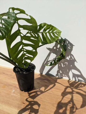Alternative view of Lg Monstera Obliqua Slovakia University in 4" Round (Actual Plant First Pics)