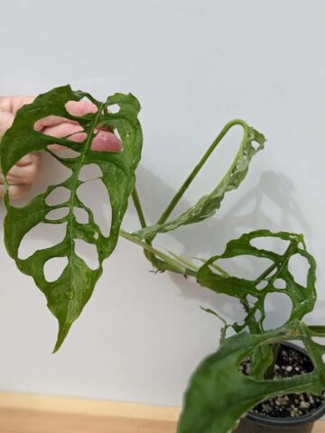 Alternative view of Lg Monstera Obliqua (peru form) (Mature Actual Plant First Pics)