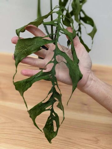 Alternative view of Lg Monstera Obliqua (peru form) (Mature Actual Plant First Pics)