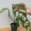Lg Monstera Obliqua (peru form) (Mature Actual Plant First Pics)