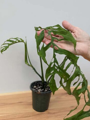 Lg Monstera Obliqua (peru form) (Mature Actual Plant First Pics)