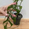 Lg Monstera Obliqua (peru form) (Mature Actual Plant First Pics)