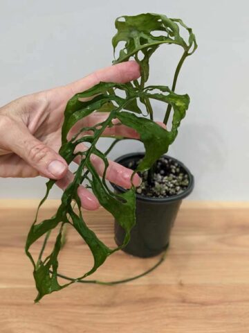 Lg Monstera Obliqua (peru form) (Mature Actual Plant First Pics)