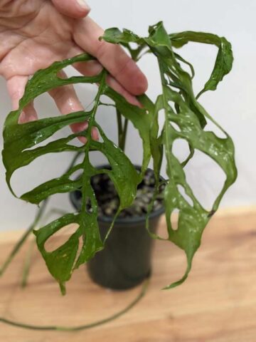 Alternative view of Lg Monstera Obliqua (peru form) (Mature Actual Plant First Pics)