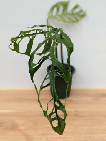 Lg Monstera Obliqua (peru form) (Mature Actual Plant First Pics)