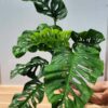 Monstera Obliqua Tena in 4" Round (Actual Plant Last Pics)