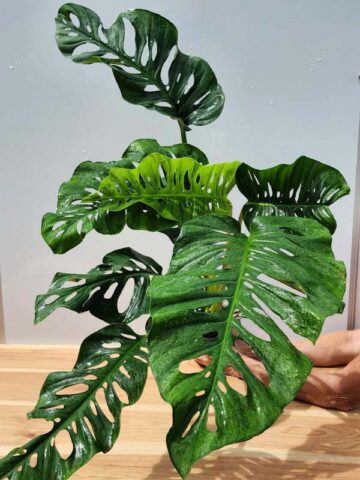 Monstera Obliqua Tena in 4" Round (Actual Plant Last Pics)
