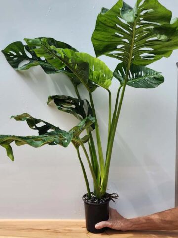 Alternative view of Monstera Obliqua Tena in 4" Round (Actual Plant Last Pics)