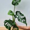 Monstera Obliqua Tena in 4" Round (Actual Plant Last Pics)