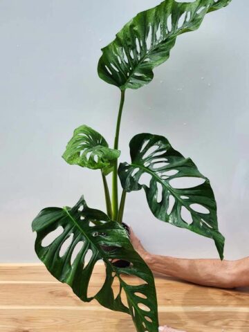 Monstera Obliqua Tena in 4" Round (Actual Plant Last Pics)