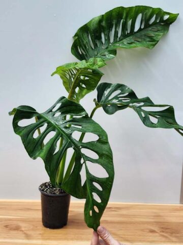 Alternative view of Monstera Obliqua Tena in 4" Round (Actual Plant Last Pics)