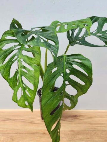 Monstera Obliqua Tena in 4" Round (Actual Plant Last Pics)