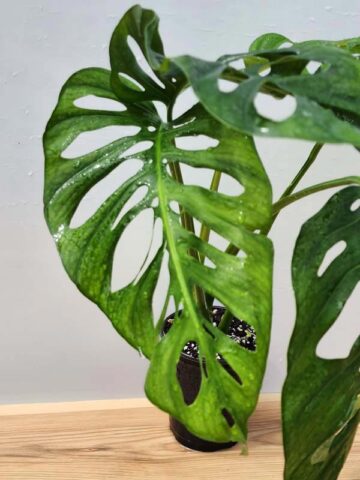 Alternative view of Monstera Obliqua Tena in 4" Round (Actual Plant Last Pics)