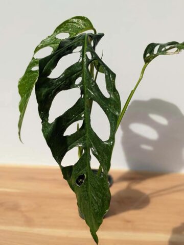 Alternative view of MATURE! Monstera Obliqua Salitre (Actual Plant First Pics)