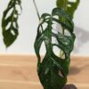MATURE! Monstera Obliqua Salitre (Actual Plant First Pics)