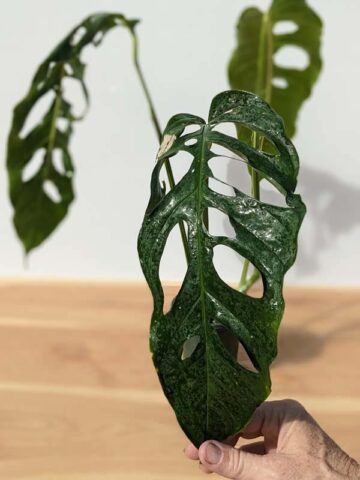 MATURE! Monstera Obliqua Salitre (Actual Plant First Pics)